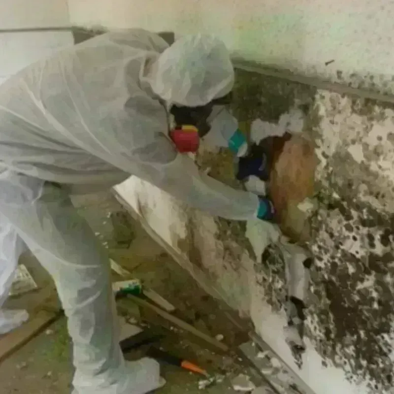 Mold Remediation and Removal in Anderson County, TX